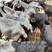 纯种努比亚黑山羊种羊活羊，努比亚黑山羊怀孕母羊，羔羊