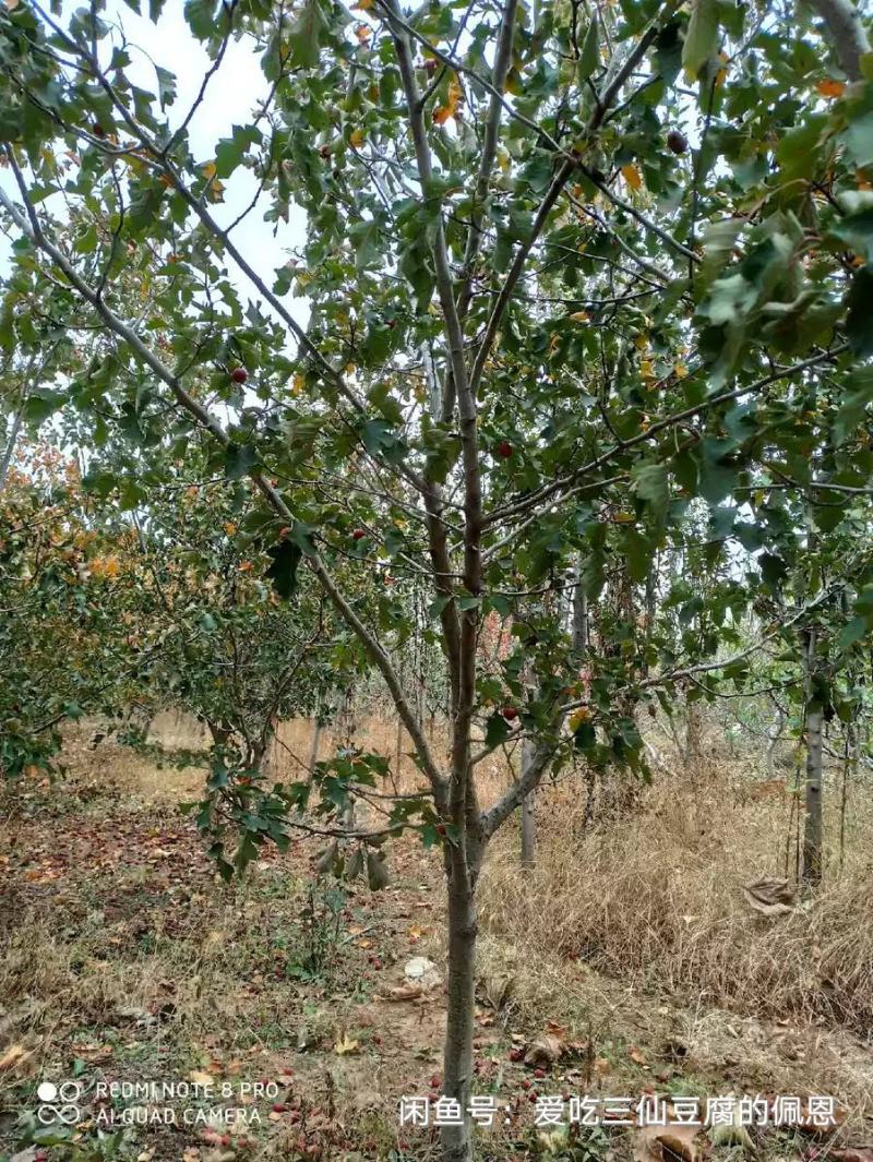 山楂树