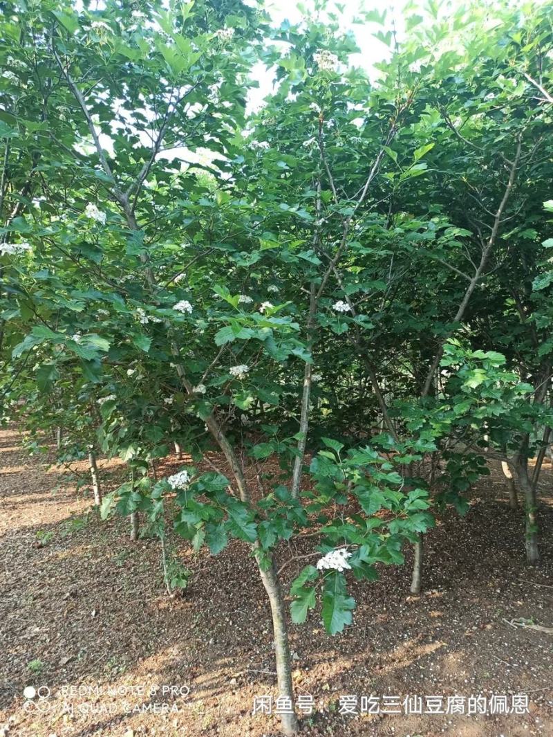 山楂树