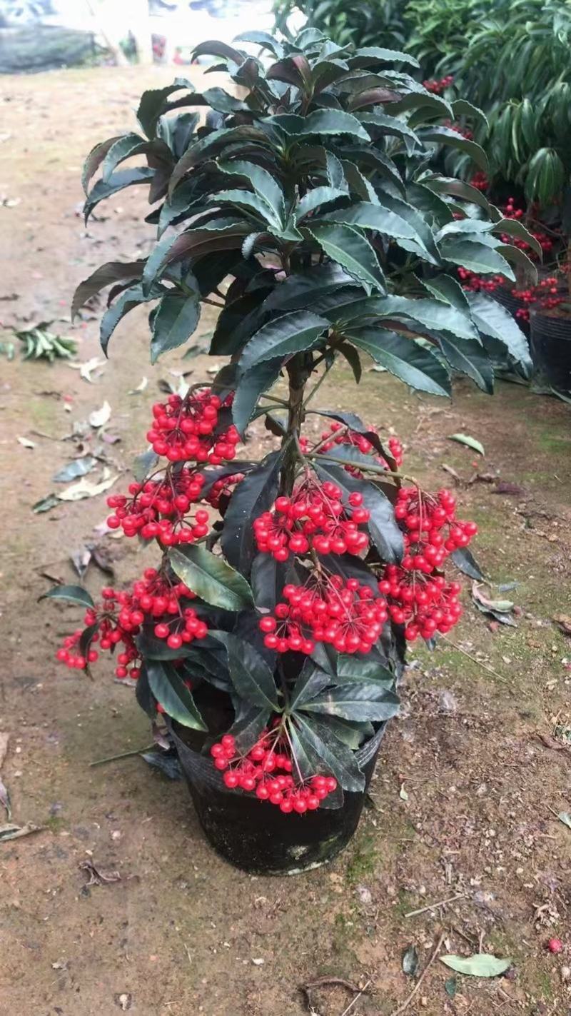 富贵子，基地直供，价格合适，