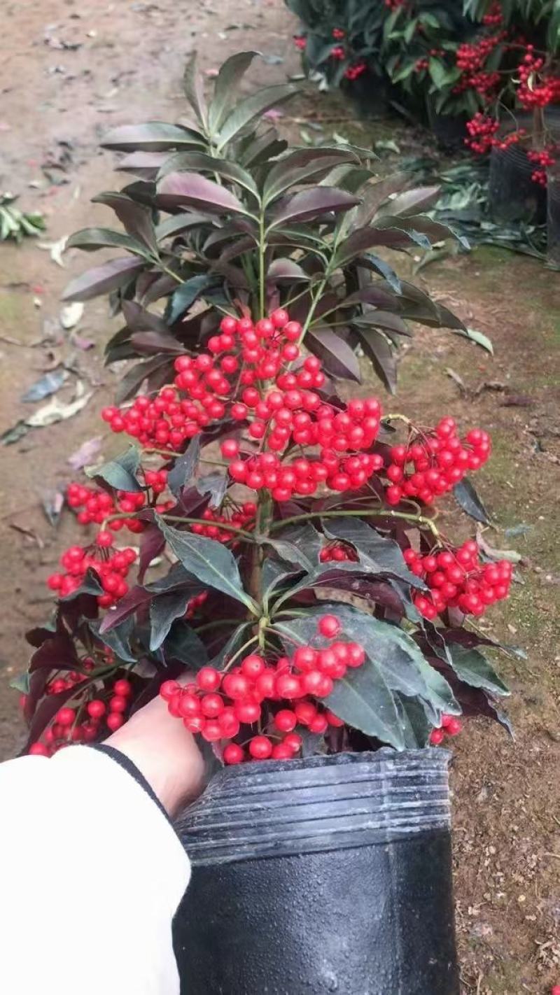 富贵子，基地直供，价格合适，