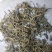 垂盆草统装500g产地山东振兴药材购销站量大从优