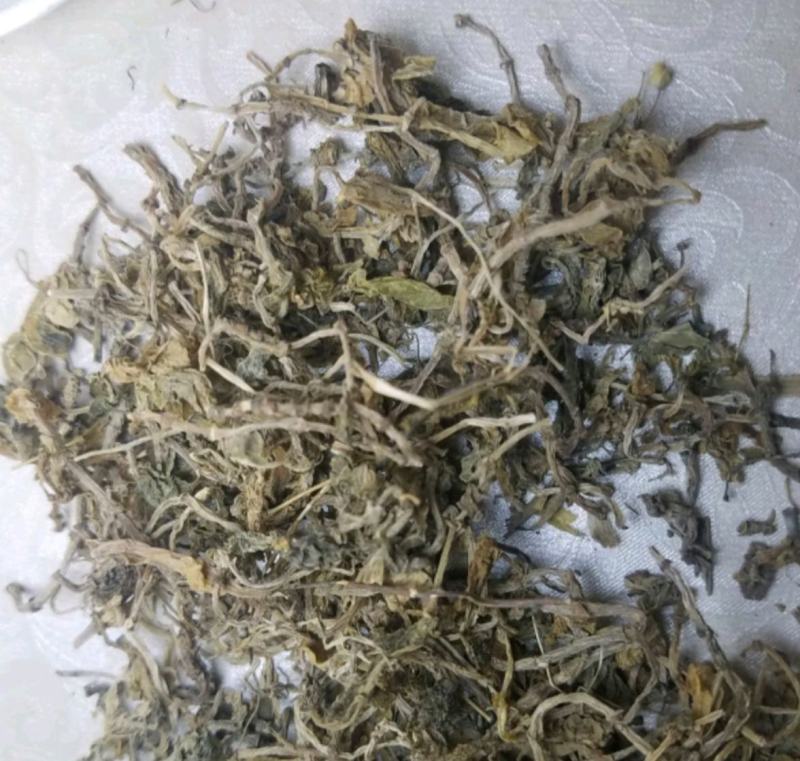 垂盆草统装500g产地山东振兴药材购销站量大从优