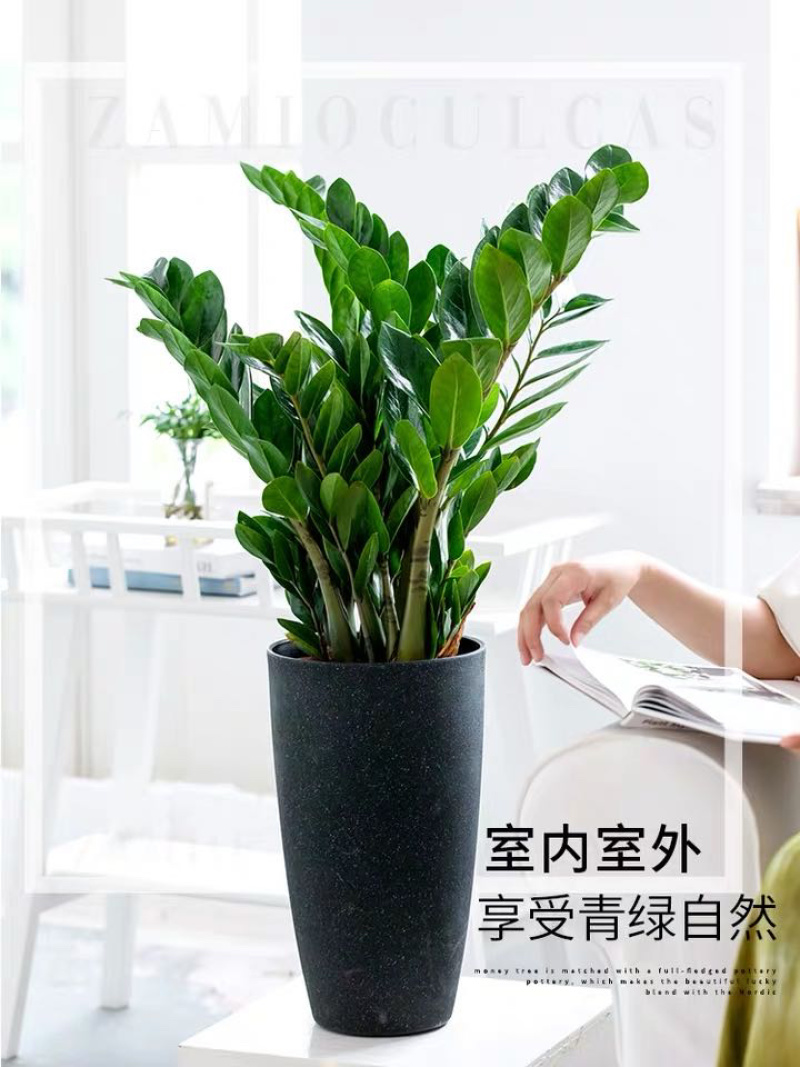 金钱树（150#规格高30-45cm一件16棵）
