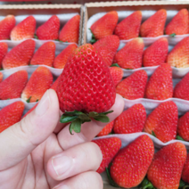 草莓水果精品草莓一件形状均呈草莓批发