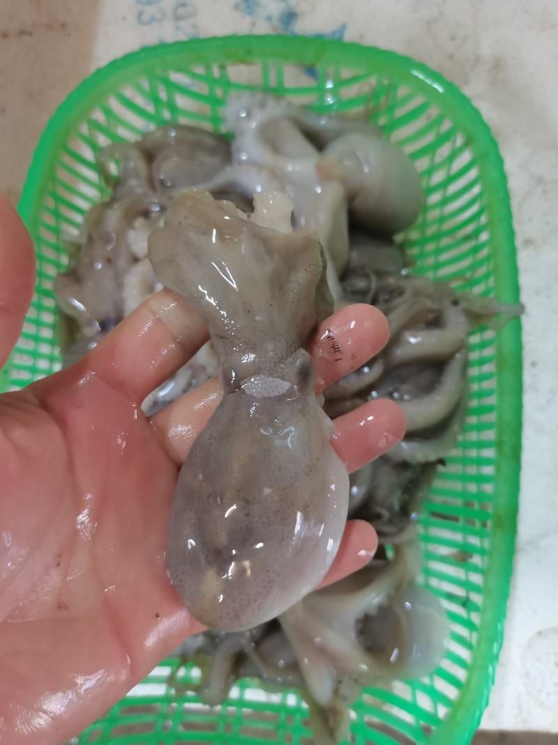 八爪鱼，冰鲜，鲜度非常好，一手货源，适合各大市场批发零售