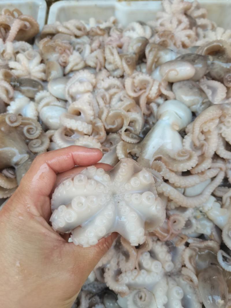 八爪鱼，冰鲜，鲜度非常好，一手货源，适合各大市场批发零售