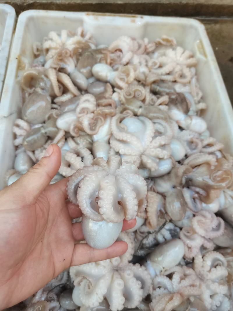 八爪鱼，冰鲜，鲜度非常好，一手货源，适合各大市场批发零售