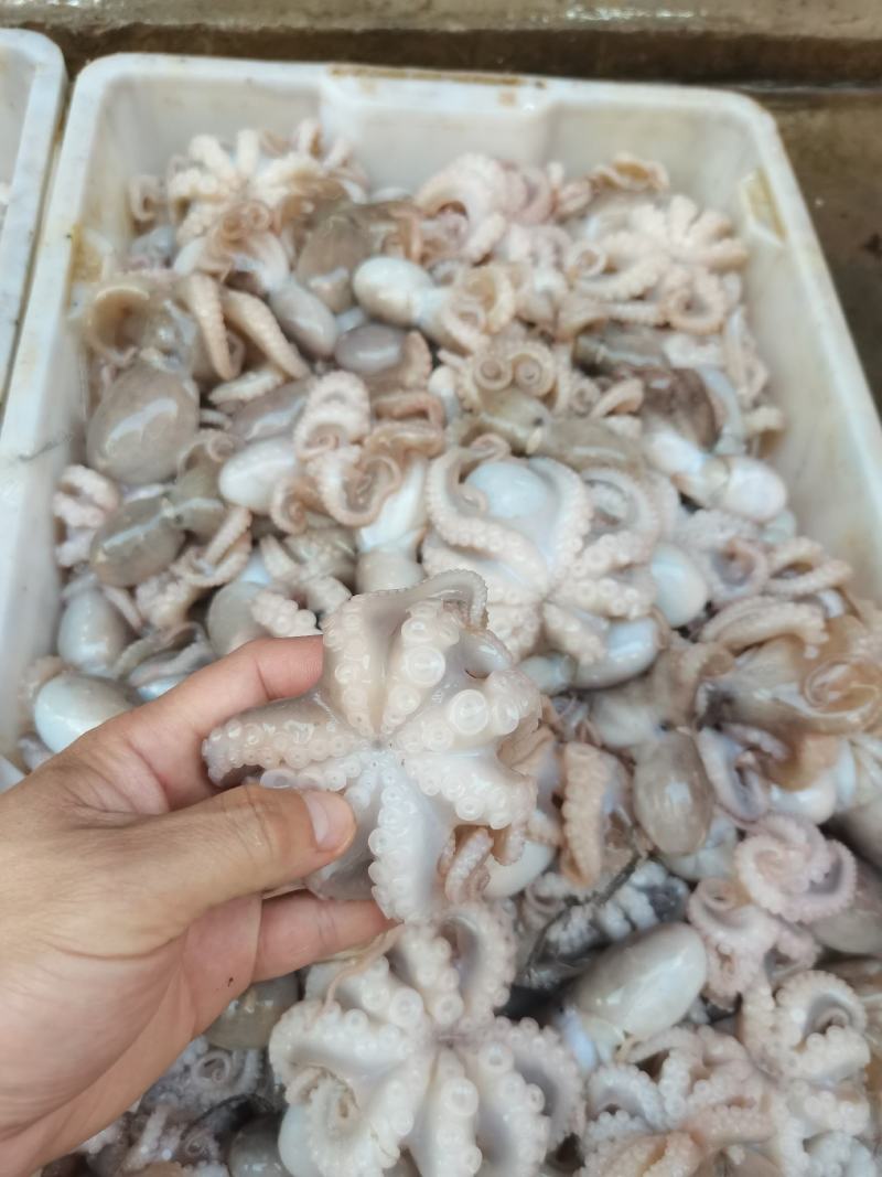 八爪鱼，冰鲜，鲜度非常好，一手货源，适合各大市场批发零售