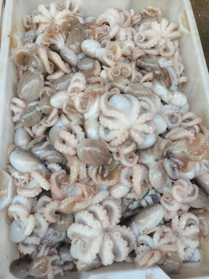 八爪鱼，冰鲜，鲜度非常好，一手货源，适合各大市场批发零售