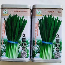 久星16号韭菜种子深绿色极耐寒抗倒伏不休眠韭菜种子高产