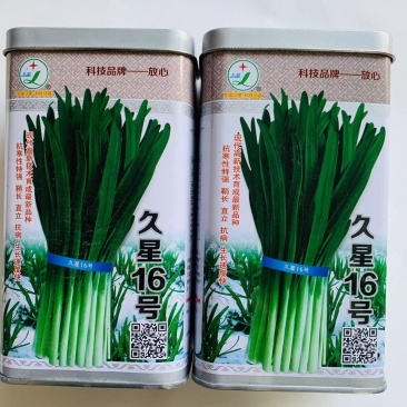久星16号韭菜种子深绿色极耐寒抗倒伏不休眠韭菜种子高产