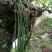 马尾千金草足干货（马尾伸筋草）