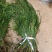 马尾千金草足干货（马尾伸筋草）