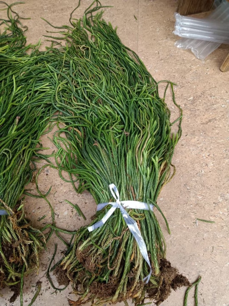 马尾千金草足干货（马尾伸筋草）