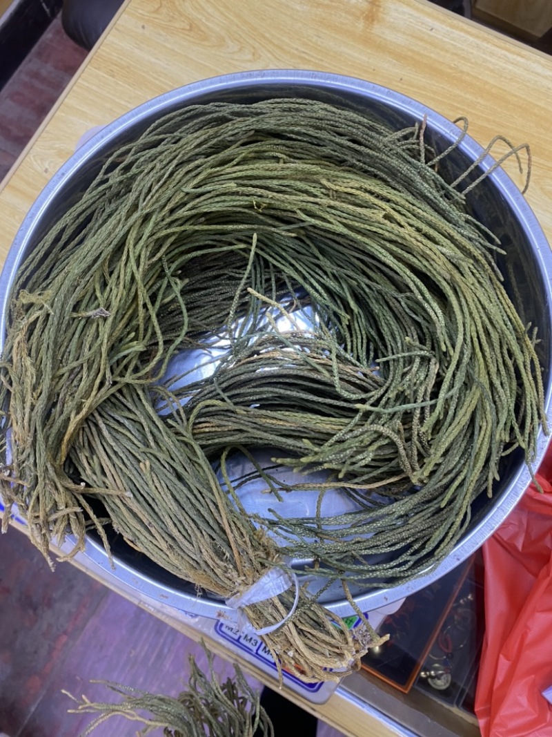 马尾千金草足干货（马尾伸筋草）