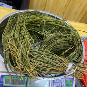 马尾千金草足干货（马尾伸筋草）