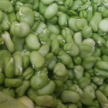 【新鲜当日看得见】新鲜蚕豆米，现摘现博豆米，量大从优