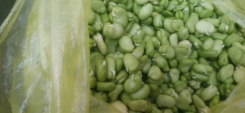 【新鲜当日看得见】新鲜蚕豆米，现摘现博豆米，量大从优