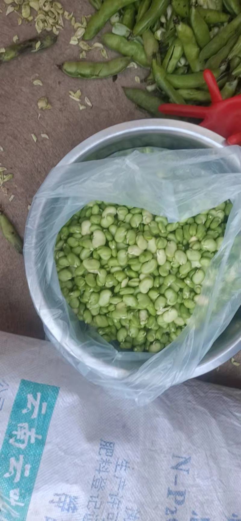 【新鲜当日看得见】新鲜蚕豆米，现摘现博豆米，量大从优
