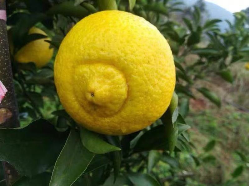 黄金贡柚