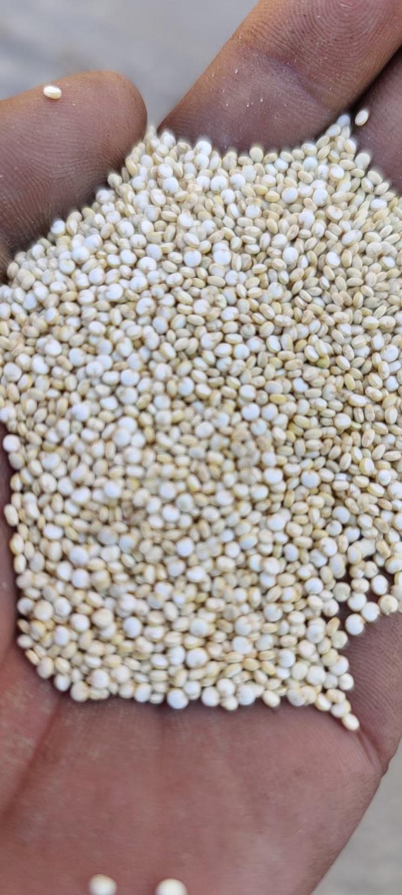 高原藜麦(基地直供)自产自销青海精品黎麦量大可以议价