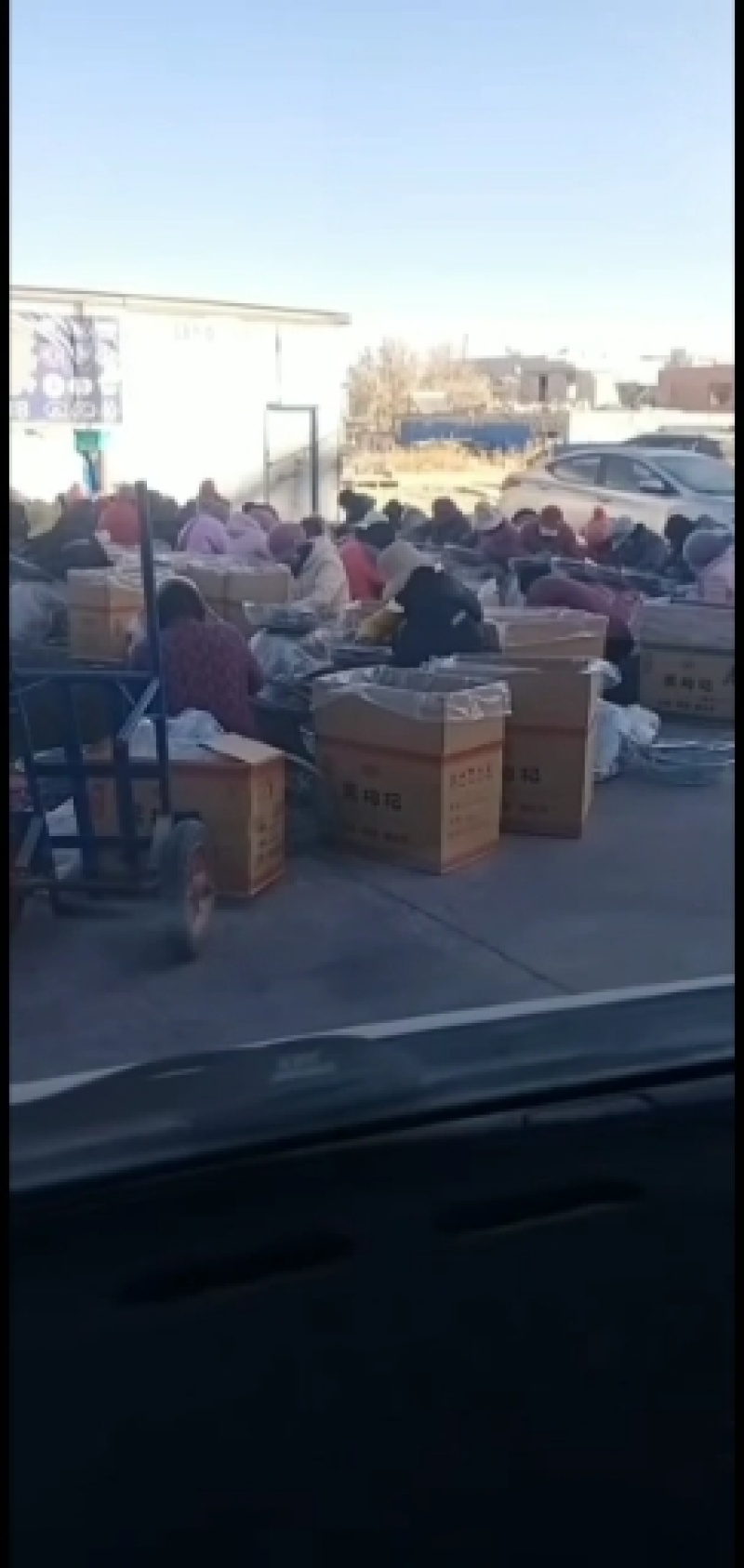 黑枸杞(产地源头直发)柴达木盆地的黑杞花青素含量高足干