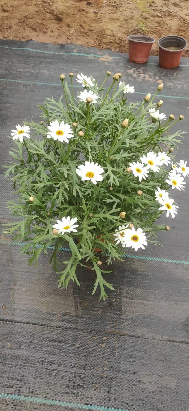 青州学起花卉玛格丽特基地直销，可视频看货！