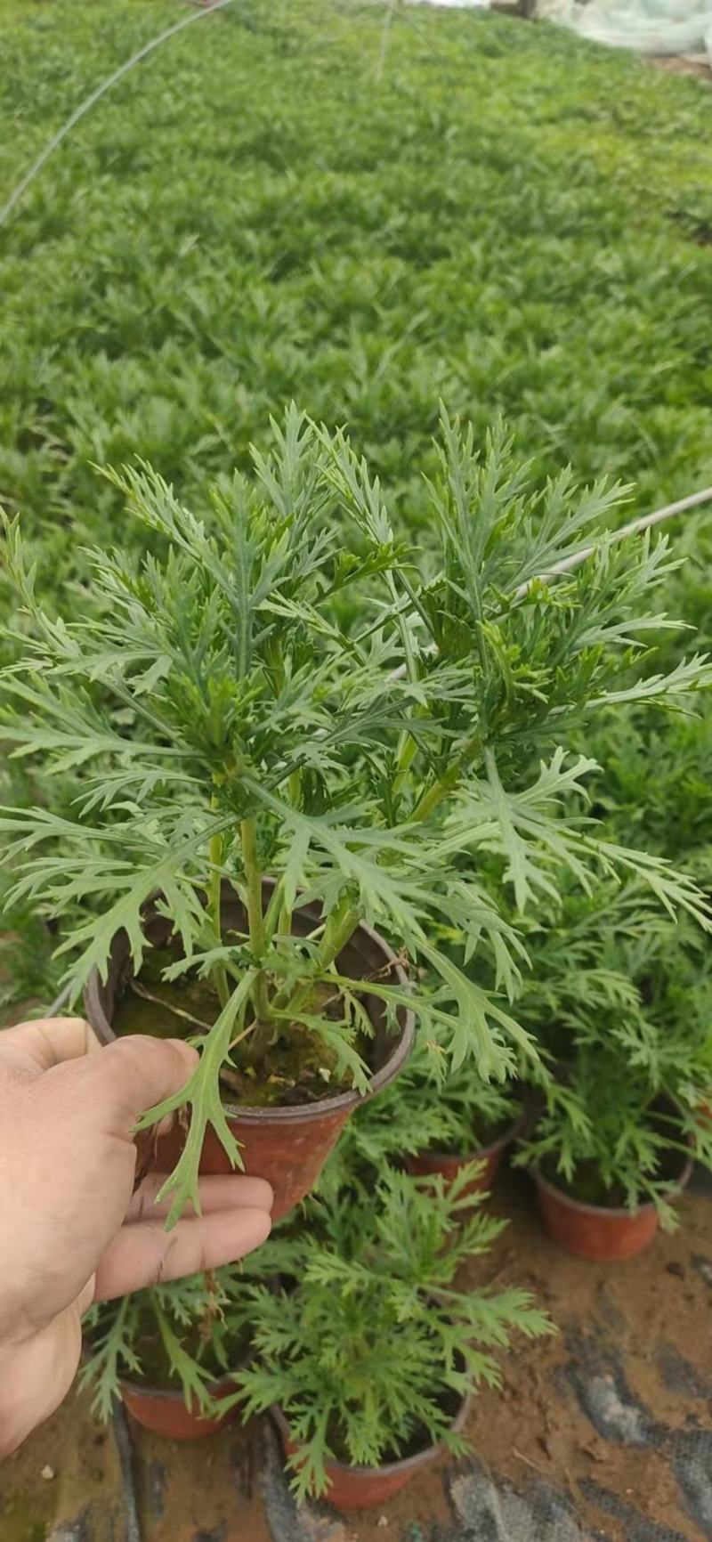 青州学起花卉玛格丽特基地直销，可视频看货！