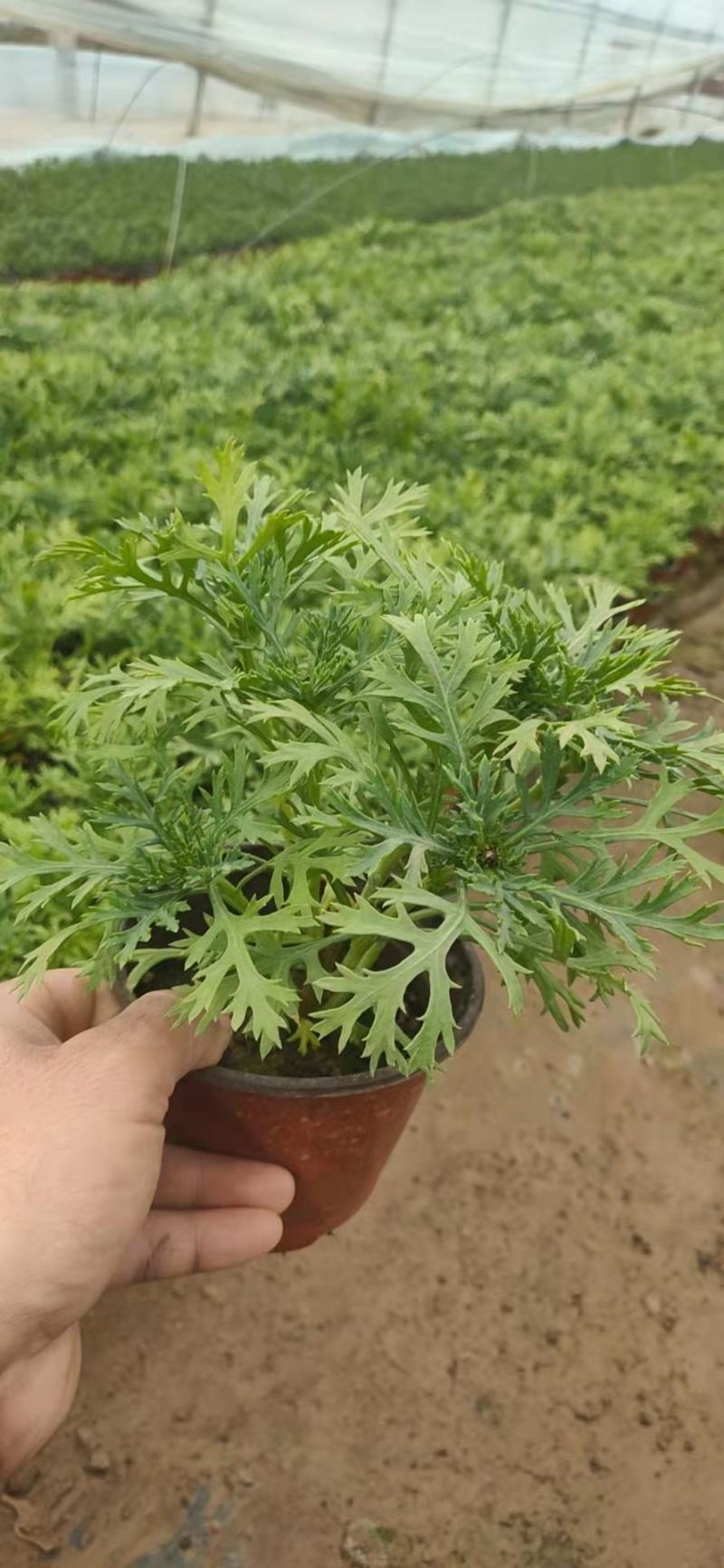 青州学起花卉玛格丽特基地直销，可视频看货！