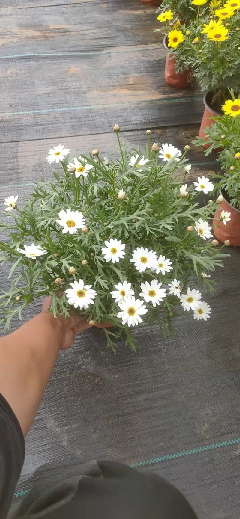 青州学起花卉玛格丽特基地直销，可视频看货！