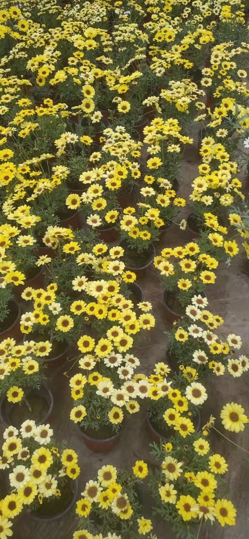 青州学起花卉玛格丽特基地直销，可视频看货！