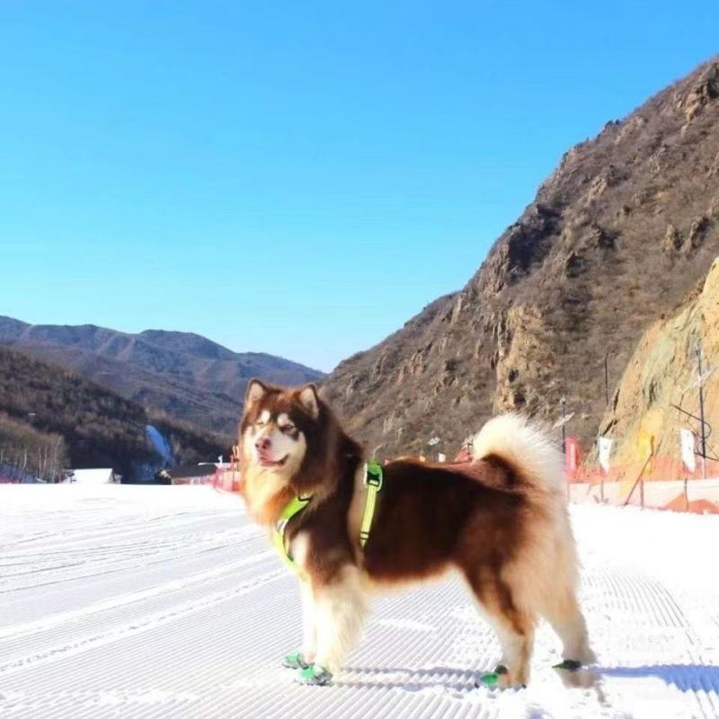 纯种阿拉斯加幼犬黑红棕色灰桃巨型阿拉斯加雪橇犬宠物小狗狗