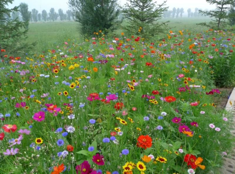 野花组合草花种子百日草重瓣太阳花种子花海造景观赏庭院