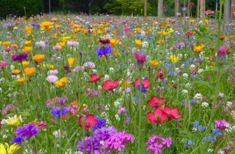 野花组合草花种子百日草重瓣太阳花种子花海造景观赏庭院
