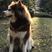 纯种阿拉斯加幼犬黑红棕色灰桃巨型阿拉斯加雪橇犬宠物小狗狗