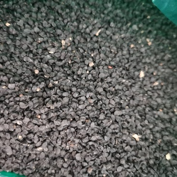 出售聊城二红洋葱种，河西二红种子