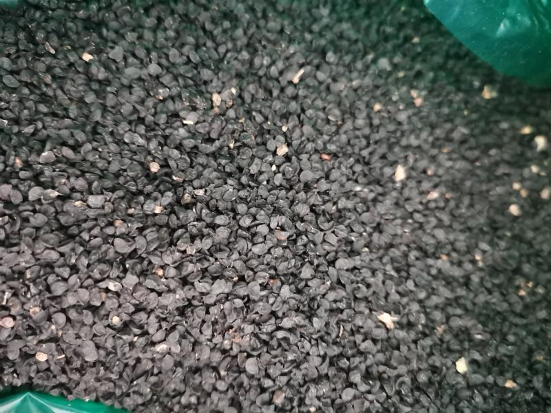 出售聊城二红洋葱种，河西二红种子