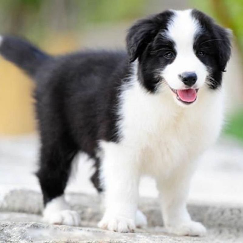 纯种边牧犬黑白色陨石色边牧幼犬活体宠物狗红棕色边境牧羊犬