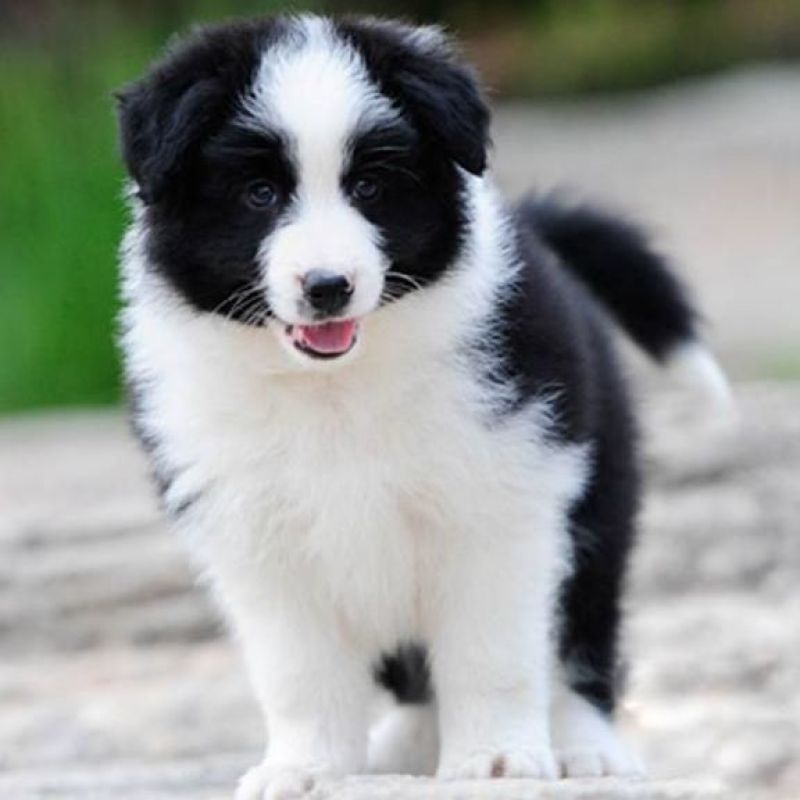 纯种边牧犬黑白色陨石色边牧幼犬活体宠物狗红棕色边境牧羊犬