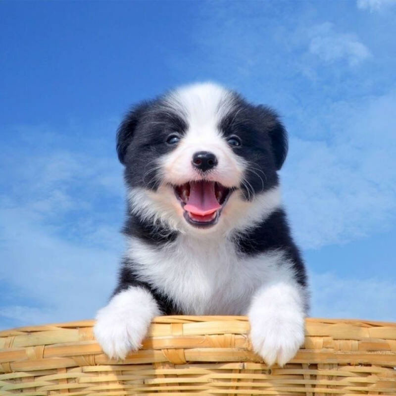 纯种边牧犬黑白色陨石色边牧幼犬活体宠物狗红棕色边境牧羊犬