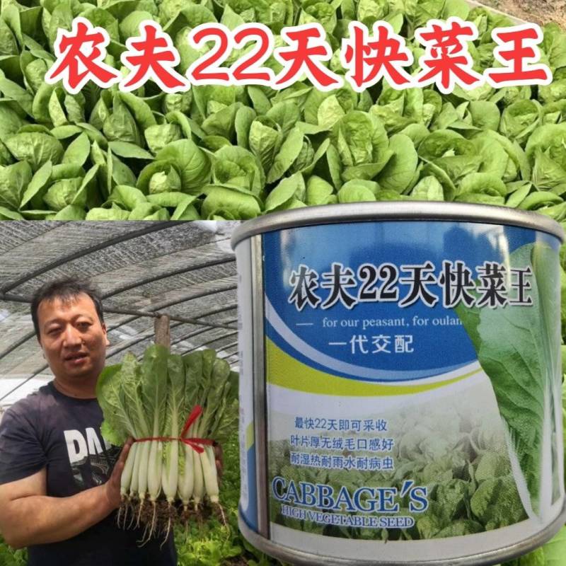 农夫快菜22天小白菜种子耐湿耐热耐高温颗型美观基地