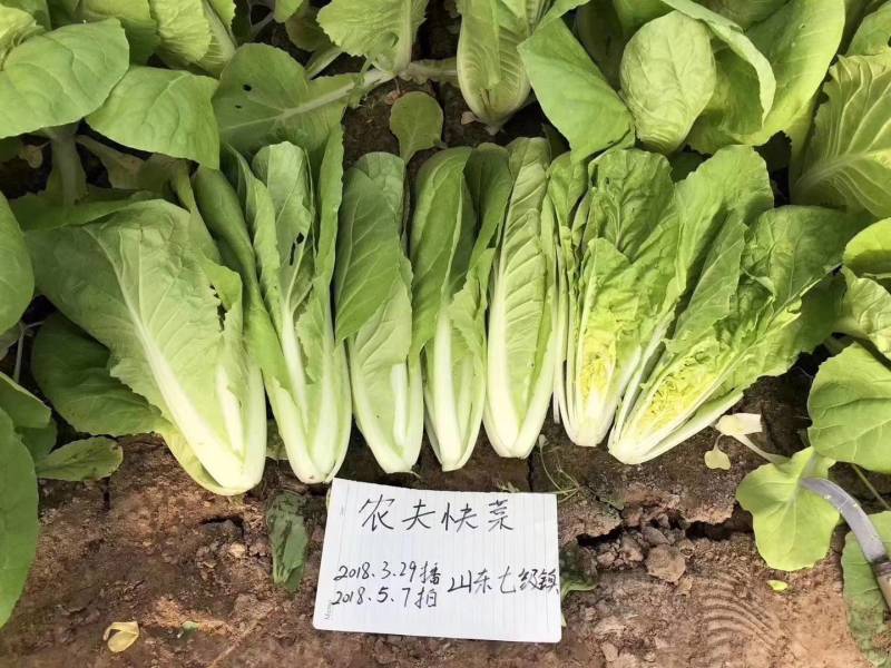 农夫快菜22天小白菜种子耐湿耐热耐高温颗型美观基地