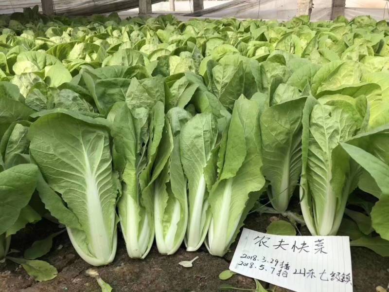 农夫快菜22天小白菜种子耐湿耐热耐高温颗型美观基地