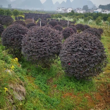 红花继木球