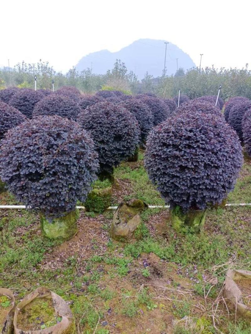 红花继木球