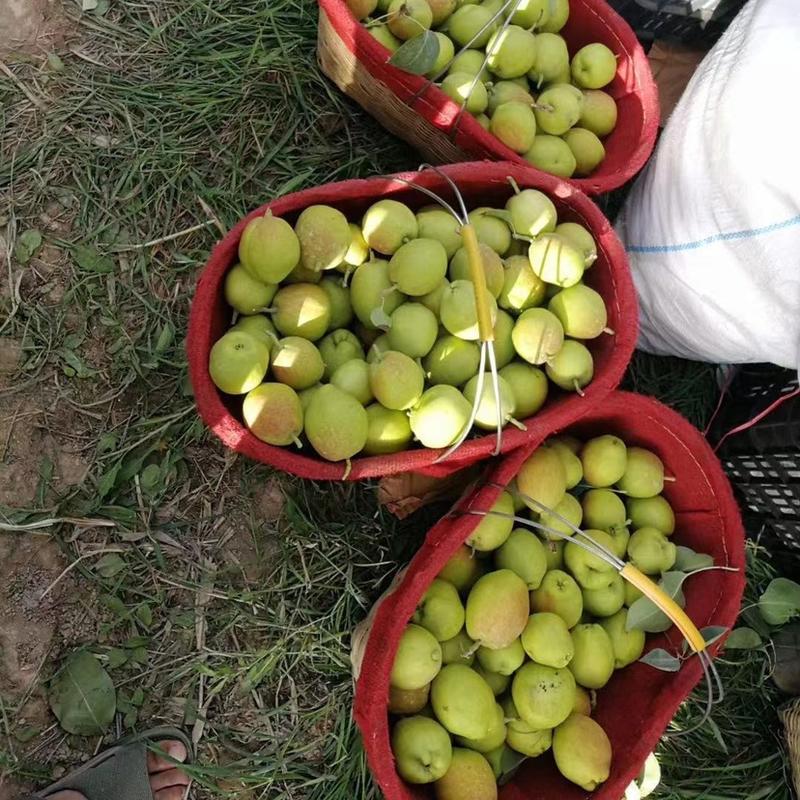 新疆库尔勒香梨一件代发母梨