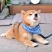 纯种日本柴犬宠物狗活体小狗狗崽子活物真狗家养秋田小型犬