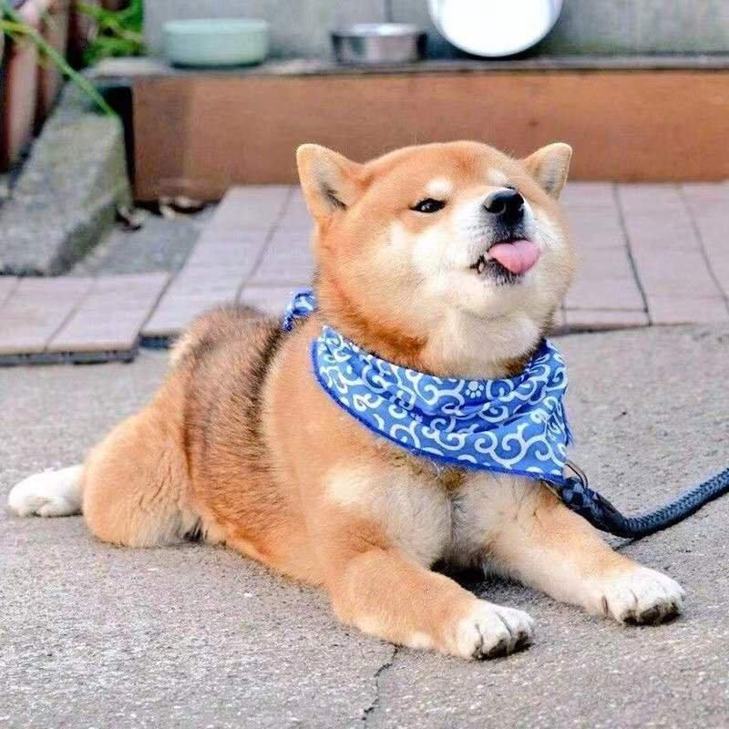 纯种日本柴犬宠物狗活体小狗狗崽子活物真狗家养秋田小型犬