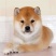 纯种日本柴犬宠物狗活体小狗狗崽子活物真狗家养秋田小型犬